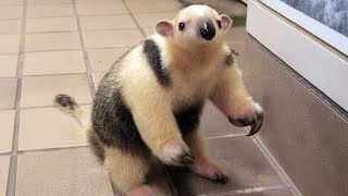 Les bébés animaux les plus mignons que vous ayez jamais vus 🤣