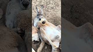 野生味を捨てたカンガルー #オーストラリア #カンガルー