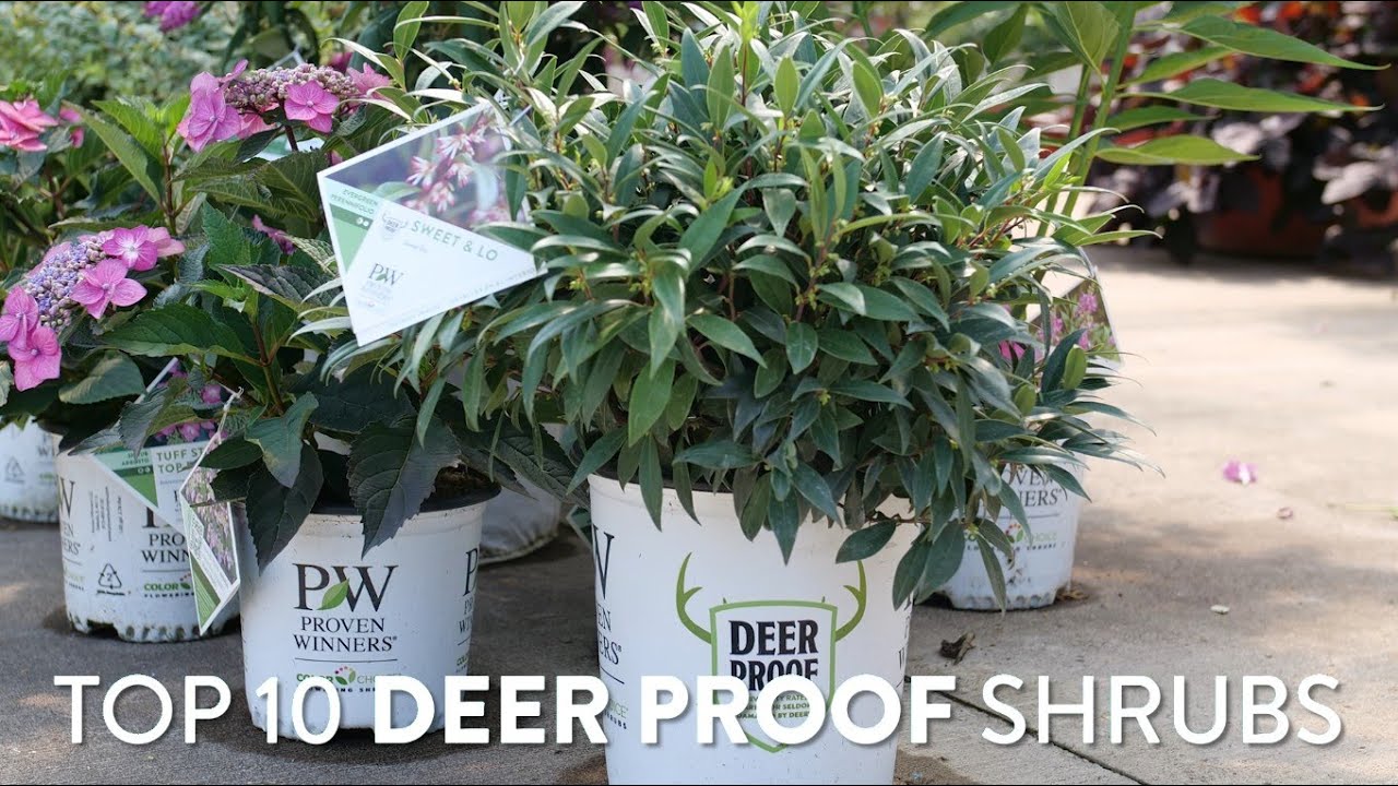 Top 10 Deer Resistant Shrubs