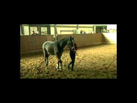 Hengstpräsentation der Hengststation "Hoher Fläming" am 24. März 2013