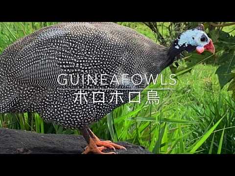 中庭ホロホロ鳥の特徴