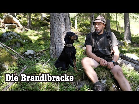 Warum Bracken - Brandlbracken und ihr Weg