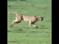 Amazing Cheetah Chase Compilation