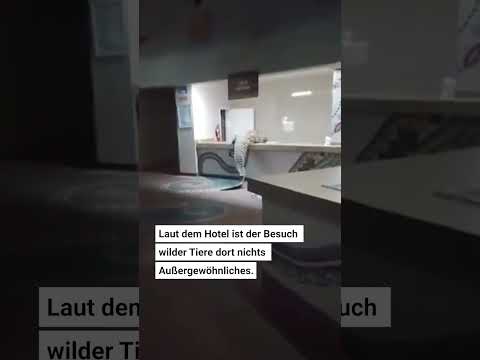 Video Thumbnail: Simbabwe: Krokodil taucht in Hotellobby auf