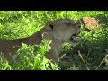 Predator Bloodlines In Hindi Jungle Safari 2021