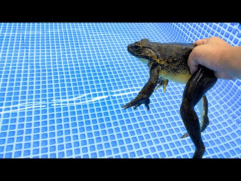 ゴリアテガエル