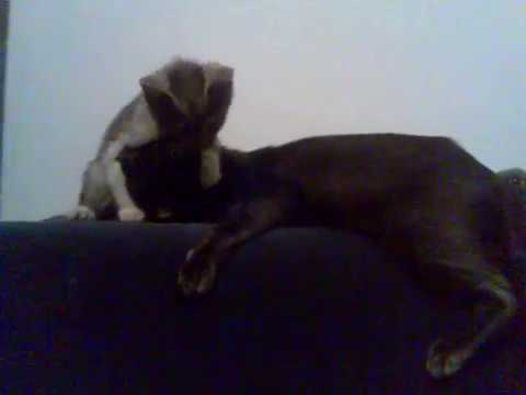 Funny cats (son annoying his mother)