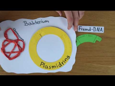 Lernvideo Klonierung