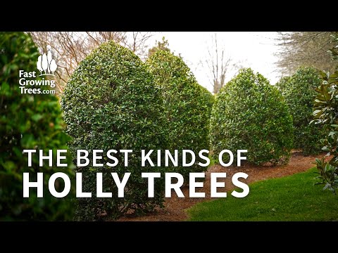 Holly Trees & Shrubs | Type, Height, and Varieties