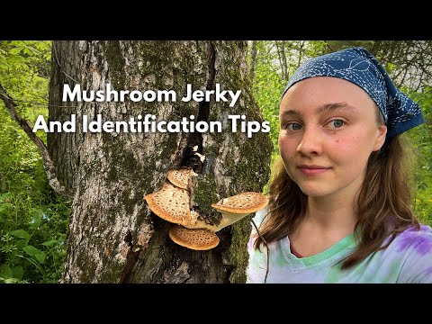 How to Identify and make Jerky with the Pheasant Back mushroom!