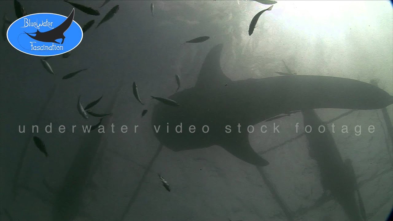 0024_whale shark silhouette, HD underwater video stock footage
