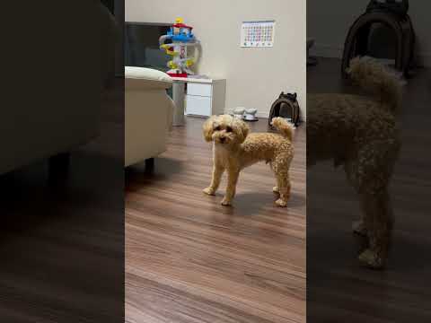 経営学科 家で暴れ回るわんぱくトイプードル8ヶ月 #toypoodle #トイプードル