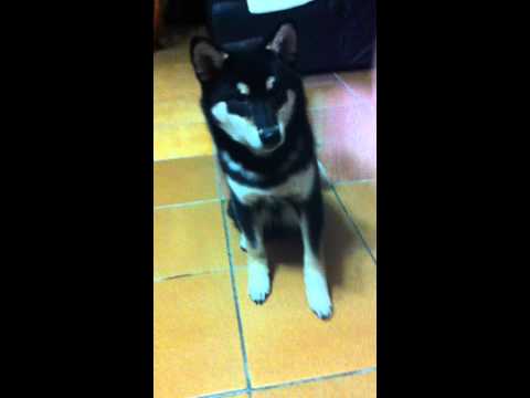 陳董會裝死耶!!!(原發表者:陳董家)(影片)