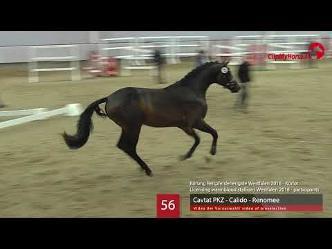 56 Hengst v. Cavtat PKZ - Calido - Renomee