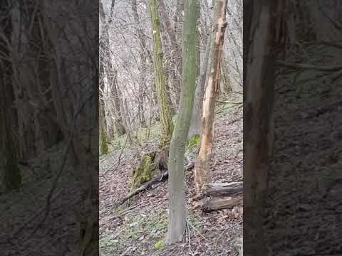 Divlje svinje, Vepar, lov, Browning, Kerovi