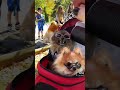 Doggy Costume Contest Part 2 Shorts