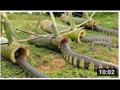 DIY Snake Trap Technology - Learning to make Bamboo snake trap