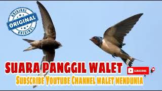 Download lagu 10 Jam !! Bunyi Panggil Burung Walet Gred Super Terbaik!!! Ilmu Pelet  Burung walet mp3