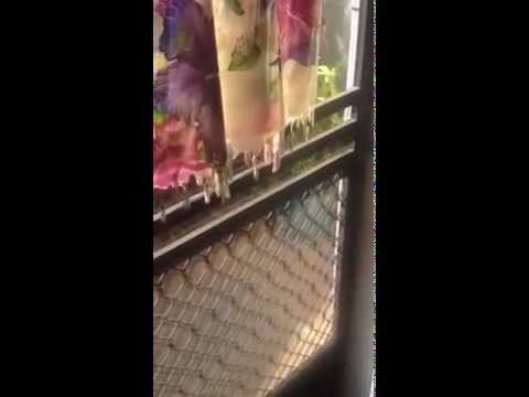 A Surprise .... What is blooming out my front door?