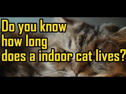 How Long Do Cat Lives？| Cat Facts