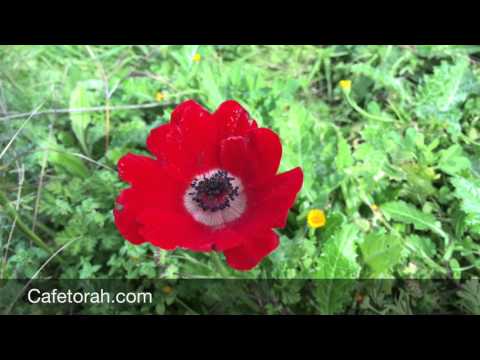 Tel Beth Shemesh Fev 2016 - Spring Season - A Esta&ccedil;&atilde;o da Primavera