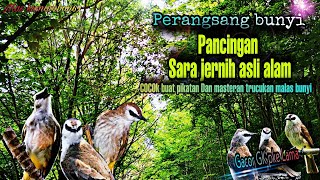 Download lagu mp3 suara trucukan asli alam ampuh untuk pikatan dan masteran burung trucukan liar mp3 Download lagu mp3 suara trucukan asli alam ampuh untuk pikatan dan masteran burung trucukan liar mp3