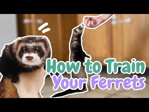 YouTube video about: How do you discipline a ferret?