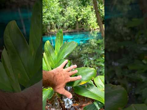 Piscina Azul Esmeralda: Mergulhe no Paraíso Natural