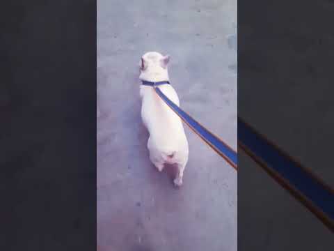 #dog #trend #shortvideo #maxdog #Dhriti the little artist #frenchbulldog playingpuppy