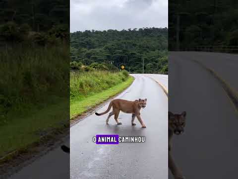 Onça-parda é vista em posto de convivência em Três Barras do Paraná nesta sexta-feira 13 🐆🌿