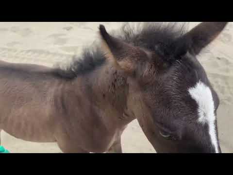smokey the feral foal - Camilleshorsemanship