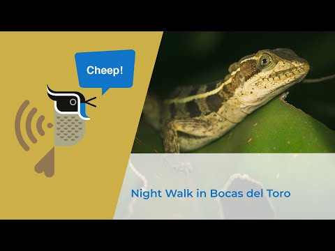Night Walk in Bocas del Toro, Panama | Cheep!