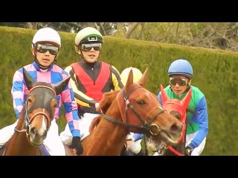 競馬2017阪神ジュベナイルフィリーズ/ラッキーライラックの勝利で石橋脩騎手が涙？(2017.12.10)