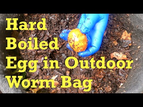 Outdoor worm bag 'version 4.0' gets 6th feeding at day 74 - vermicompost