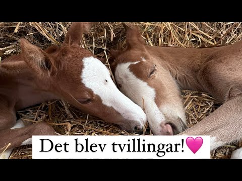 Sia fölar... Det blev Tvillingar!