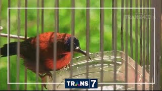 Download lagu DUNIA BINATANG - SI PENGGEMAR NEKTAR (28/11/16) 3-1 mp3