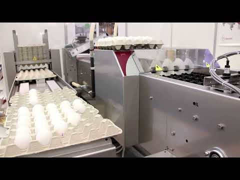 Are Egg Cartons Recyclable? | Everything You Need to Know