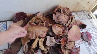 Download lagu CARA MENGOLAH DAUN KETAPANG UNTUK IKAN CUPANG mp3