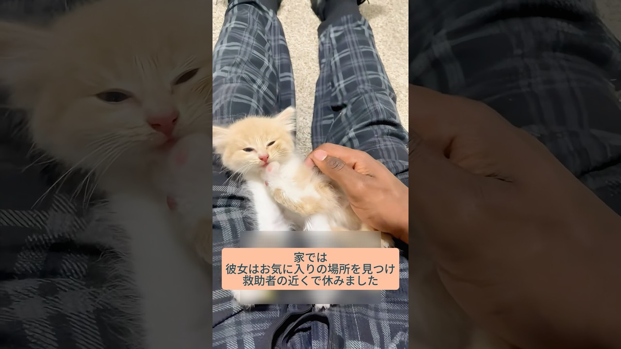 2人の男性が可愛い子猫を救助・驚きの結末 #猫 #子猫 #猫救助 #猫感動 #猫動画