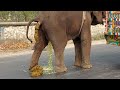 Elephant Video Funny Bangladeshi Elephant Poop Watch How Elephant Defecate On Bangladesh Streets
