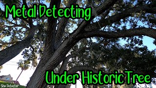 Metal Detecting Under Historic Tree