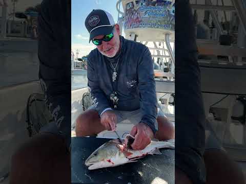 Learn how to clean a redfish in under a minute! #fishcleaning