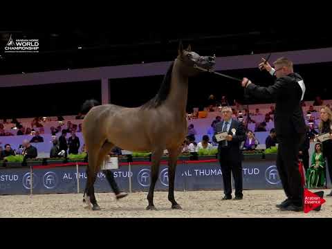N.43 BAMBINA - Paris 2017 - Junior Fillies (Class CM2B)