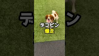 2026年、大谷翔平のデコピン年賀状が話題#shorts #ドジャース #大谷翔平#デコピン