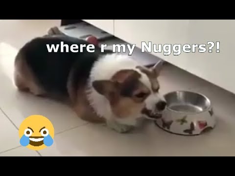 Download Fat Doggo Mp3 Mp4 Music Nisom Mp3
