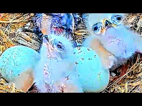 )))). 2 EGGS 2 CHICKS. WHILE BIG RED MOM FEEDS DAD IN NEST WITH FOOD. LOT OF FOOD IN NEST. 04.2024..