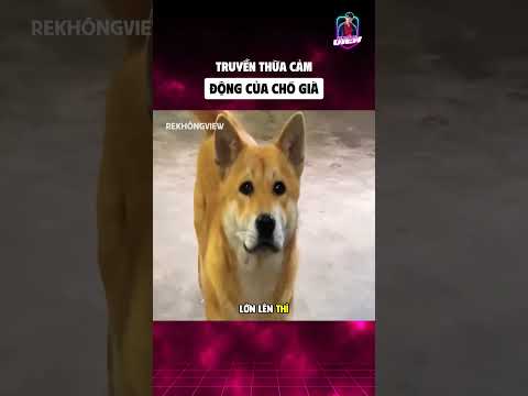 Truyền thừa cảm động của chó già