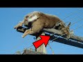 Kawawang Mga Hayop Biktima Ng Kuryente #2  ||  25 Animals Electrocuted Caught On Camera