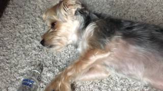 When your dog smells another dog on you | QPark