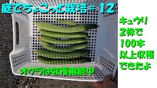 庭でちょこっと栽培#12　直太ちゃんねる